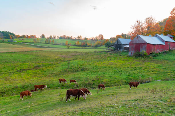 소와 함께 가을 목초지 농지의 풍경 - vermont farm dairy farm agricultural building 뉴스 사진 이미지