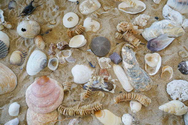 istock background of sea shells in sand as design background 1873973250