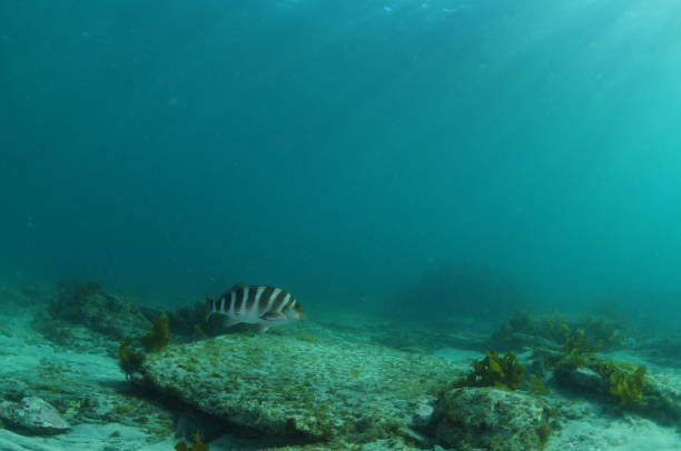 istock Lone Banded Morwong Above Flat Sea Floor 1873975879