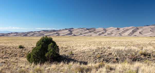 Lone tree in front of Great Sand Dunes National Park near Crestone Colorado United States