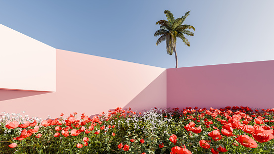 pink Wall and Asphalt Ground with Palm Tree against Blue Sky - Stock Photography Material
