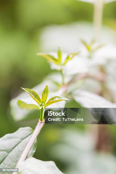 Young Plant Stock Photo - Download Image Now - Agriculture, Animal, Beginnings