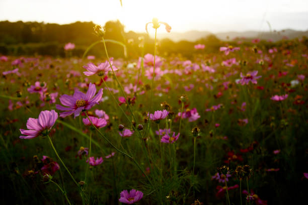 istock Cosmos field with blurred mountain background 1874018527