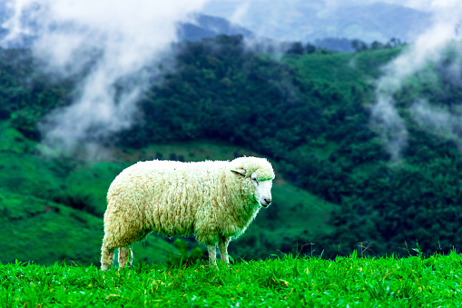 Flock of sheep grazing on the mountain, landscape of mountains and mist in northern Thailand.