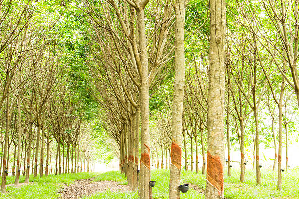 istock Para Rubber plantation, Thailand 187404387