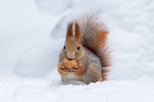 A cute wild squirrel sits on the cold winter snow, holding a walnut in its paws.