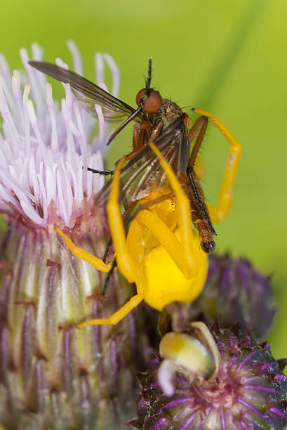 istock Goldenrod crab spider, Misumena vatia feeding 187405076