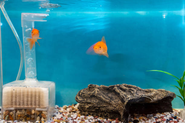 istock goldfish swimming in the aquarium 1874052401