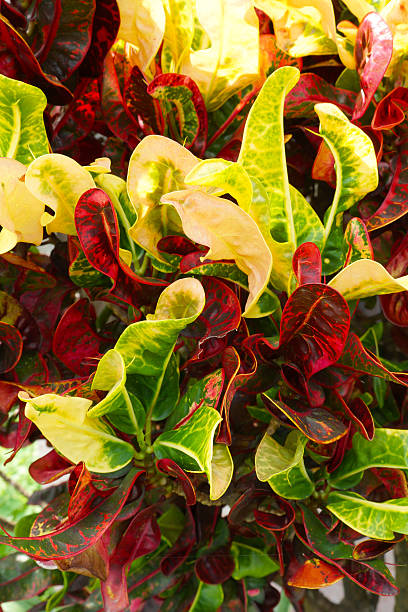 istock Croton, Variegated Laurel, Garden Croton. 187405530