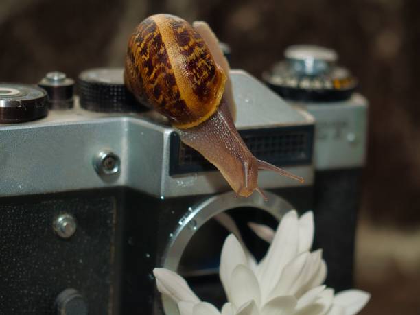 Helix Camera Object 200+ Helix Camera Pictures Stock Photos, Pictures & Royalty-Free Images ...