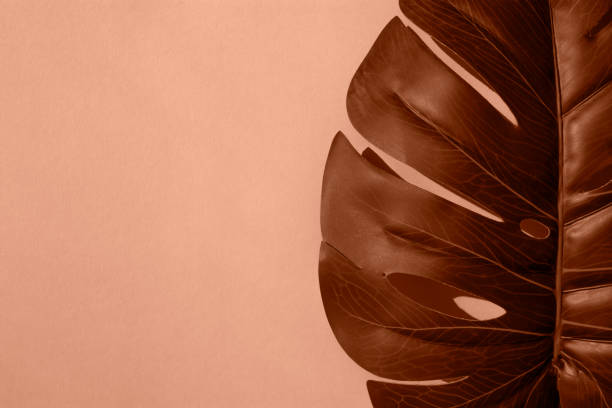 istock Monstera leaf on a solid background. Flat lay, place for text. Trendy color of year 2024 - peach color. 1874069420