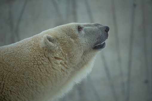 Polar bear looks up over abstract grey background