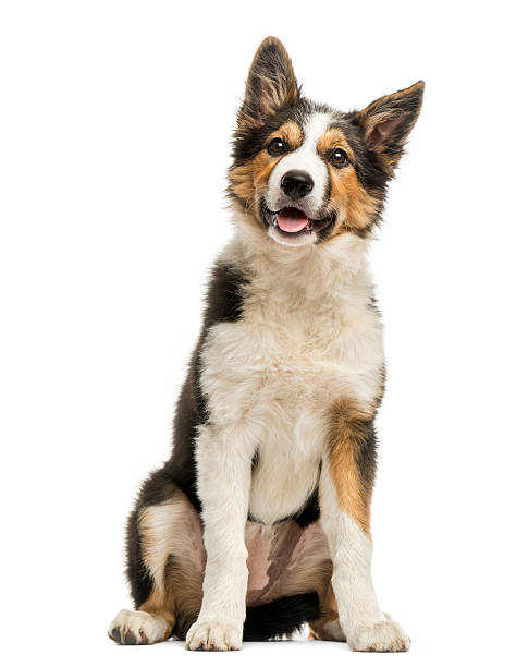 istock Border collie sitting and panting, isolated on white 187407696