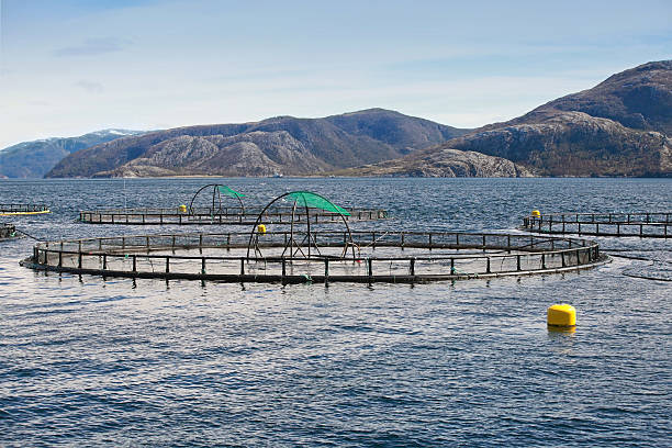 istock Norwegian fish farm with round cages for salmon growing 187407723