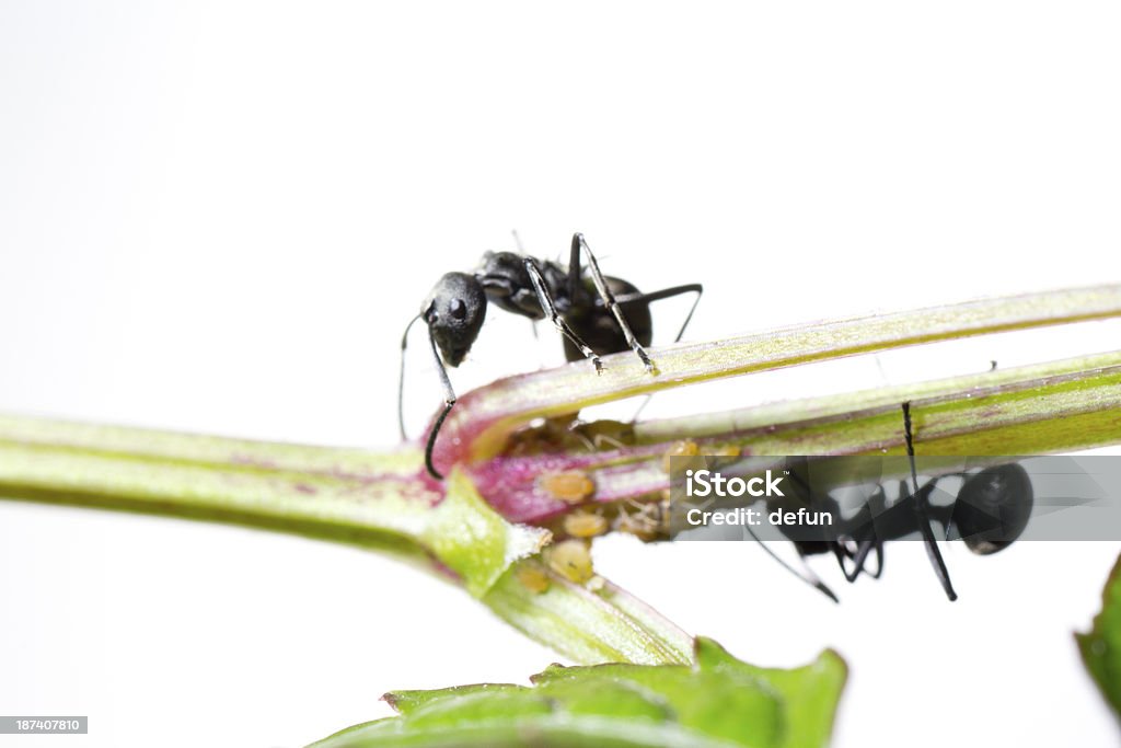 곤충 ant - 로열티 프리 개미 스톡 사진