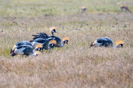 A large group of crowned cranes feeding in NgoroNgoro Crater National Park – Tanzania