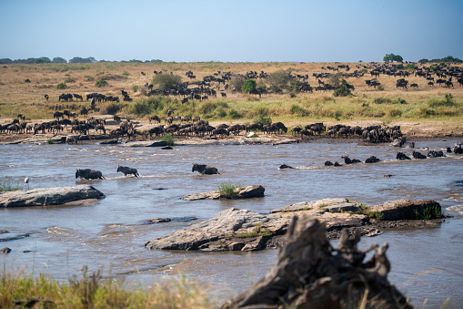 The crossing - Wildebeest and zebras crossing the Masai River during the great migration in Serengeti National Park – Tanzania
