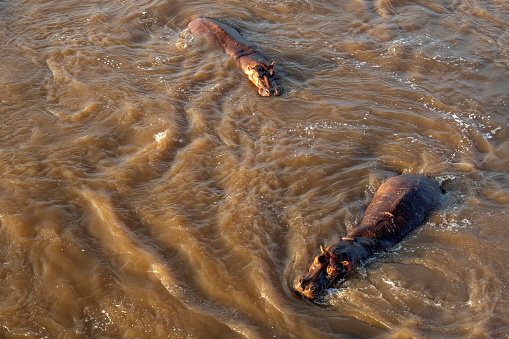 from above - two hippos at sunrise in the Mara river taken from above with a hot air balloon - Serengeti – Tanzania