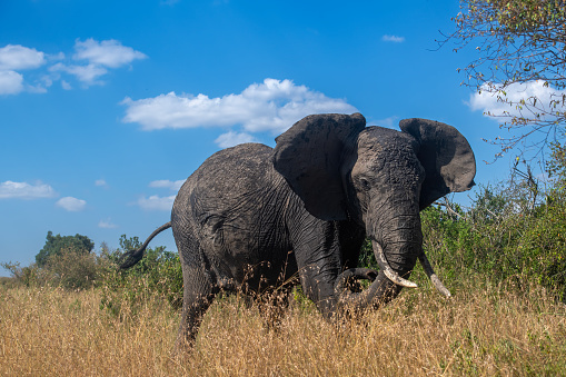 Two elephant greeting at a waterhole to renew their relationship