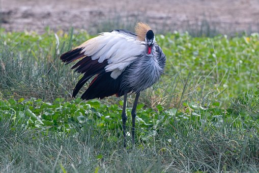 Isolated secretary bird near a waterhole in ngorogoro park in Tanzania