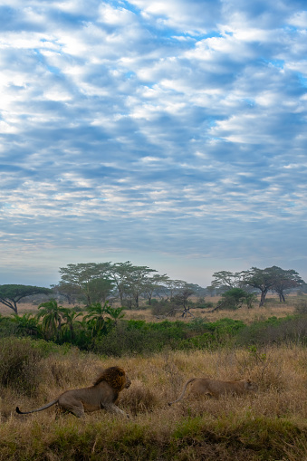 Under the African sky, A pair of lions walking in the Serengeti plains with beautiful savannah setting and sky with white clouds vertical view – Tanzania