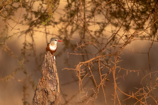 Grey-headed kingfisher at sunsire at tarangire national parl – Tanzania