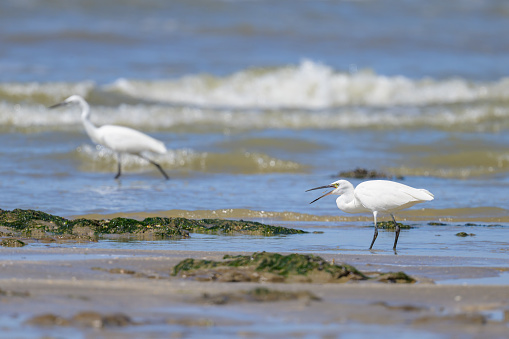 A Little Egret walking on the beach and looking for food, sunny day in northern France, blue sky