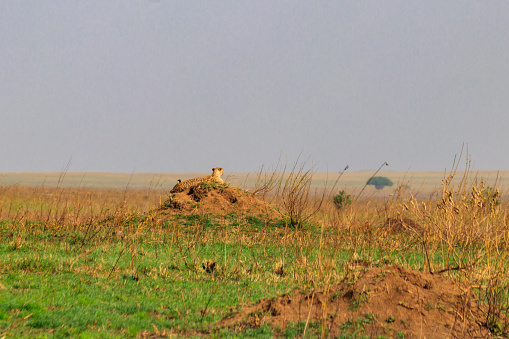 Cheetah (Acinonyx jubatus) on termite mound in savanna in Serengeti National park, Tanzania