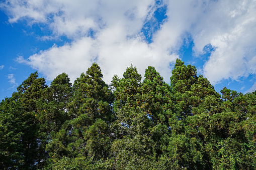 Cedar forest in Japan
