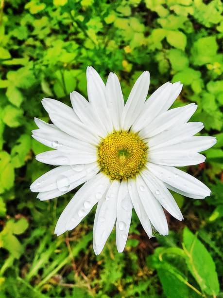 istock Flower in Tears 1874099931