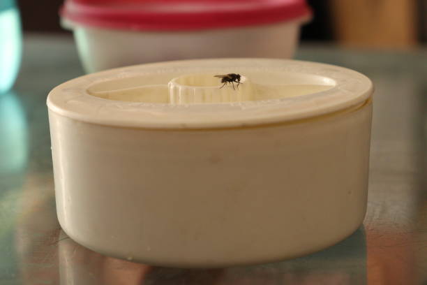 istock A small White color plastic tiffin container with rotating lid and a small Indian house fly sitting on it 1874110271