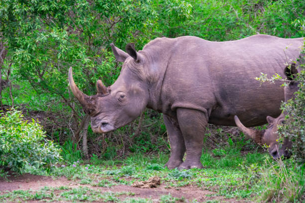 istock Pretty specimen of wild  rhinoceros 1874112422