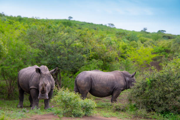 istock Pretty specimen of wild  rhinoceros 1874112933