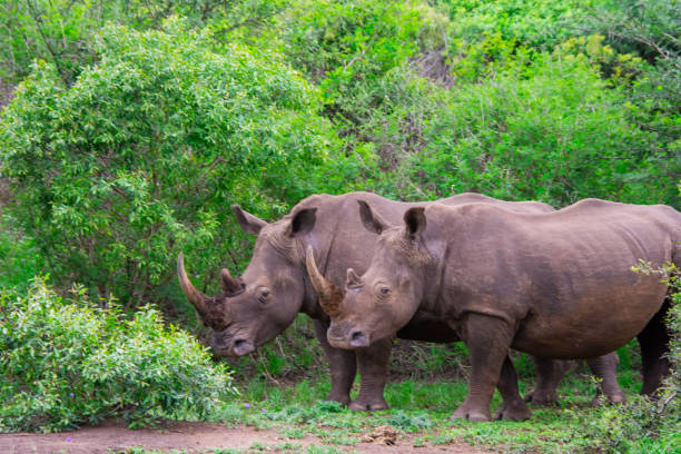 istock Pretty specimen of wild  rhinoceros 1874112939