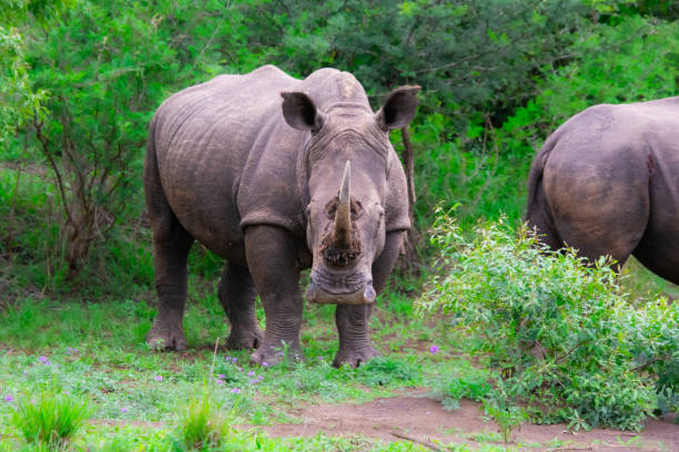 istock Pretty specimen of wild  rhinoceros 1874112942