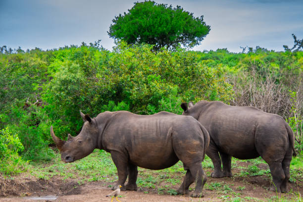 istock Pretty specimen of wild  rhinoceros 1874114500