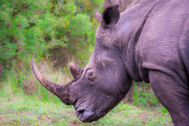 istock Pretty specimen of wild  rhinoceros 1874115009