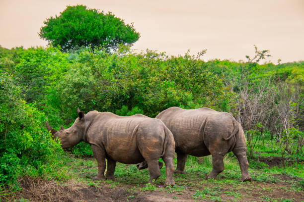 istock Pretty specimen of wild  rhinoceros 1874115012