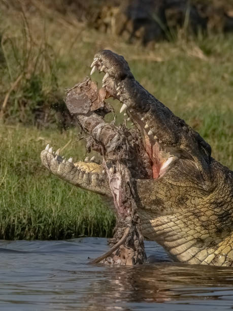 istock Crocodile with remains of carcass 1874142870