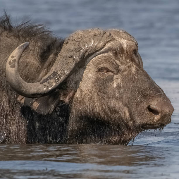 istock African buffalo staring in river 1874142879