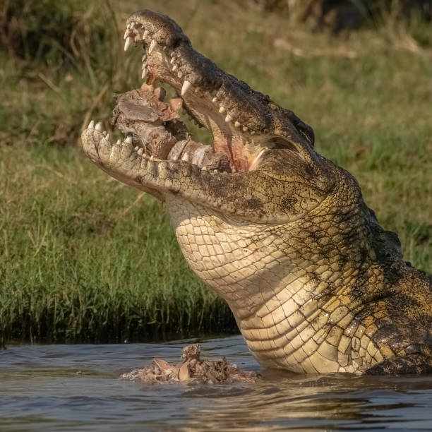 istock Crocodile with remains of carcass 1874142917