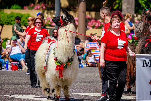 Portland, Oregon, USA - June 10, 2023: The Llamas of Southwest Washington in the Grand Floral Parade, during Portland Rose Festival 2023.