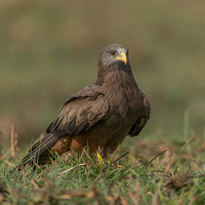 Yellow billed Kite resting in green grass on the bank of the Chobe River, Chobe National Park, Botswana