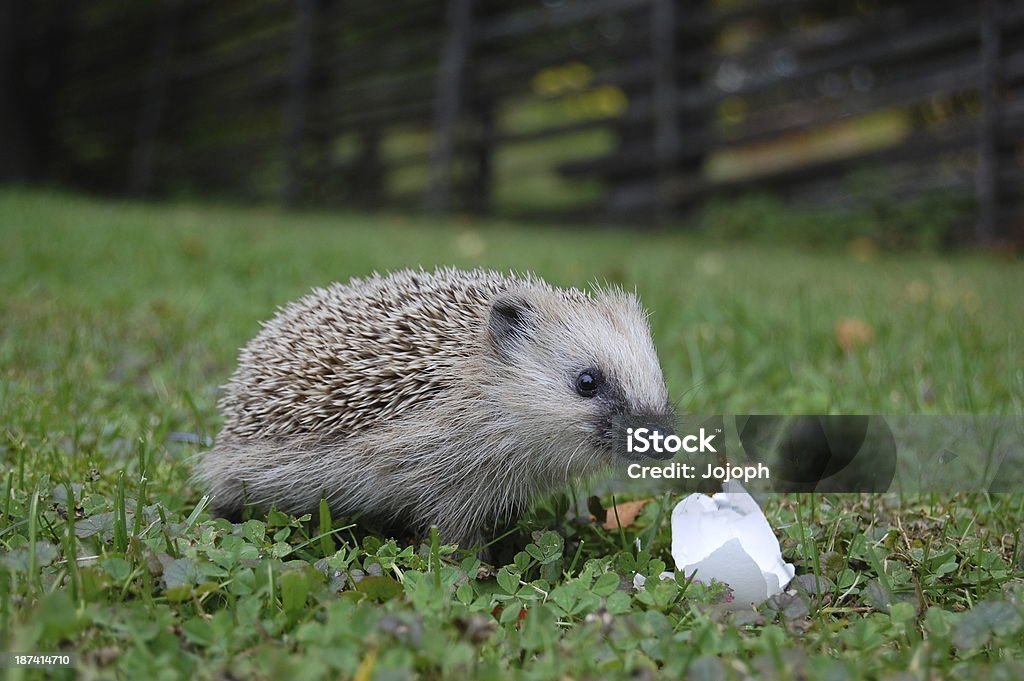 Hedgehog Hedgehog eating egg Animal Egg Stock Photo