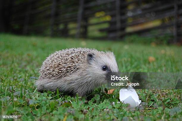 Hedgehog Stock Photo - Download Image Now - Animal Egg, Egg - Food, Hedgehog