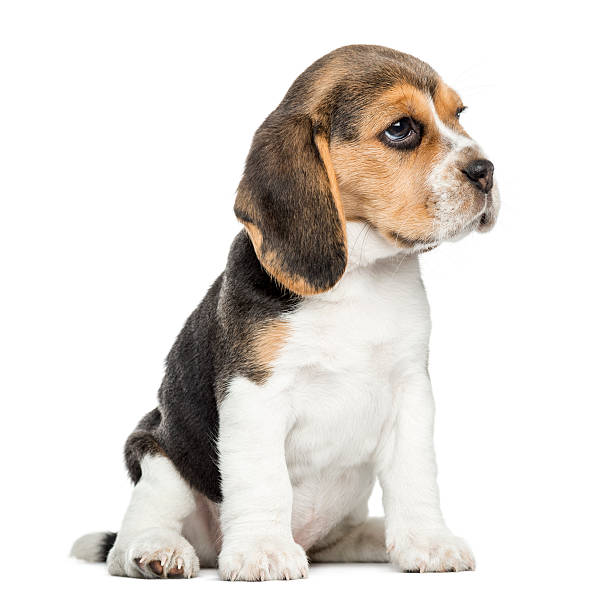 istock Beagle puppy sitting, isolated on white 187414722