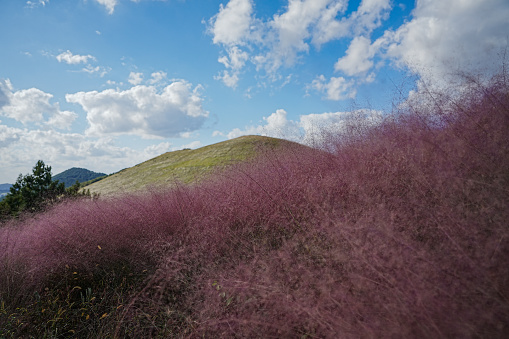 Pink Muhly Grass and Oreum in Jeju