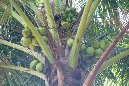 Coconut palm trees are a traditional crop in Sri Lanka and it is very few farms that don't have one or several of the palm trees on its premises. This picture is taken in the area called Dambulla in the Central Province