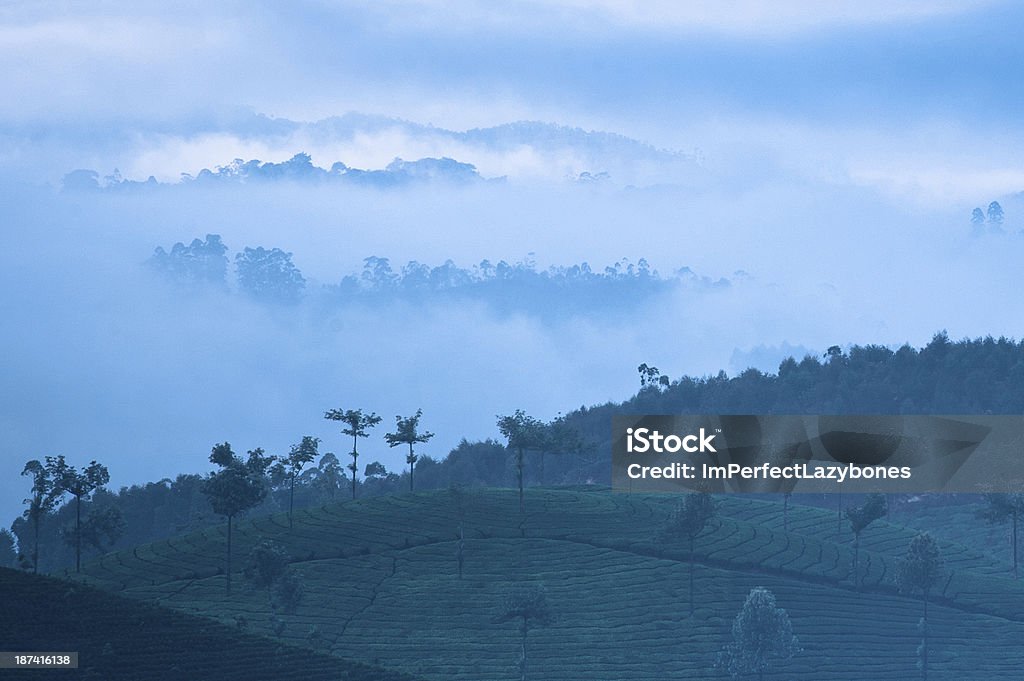 Sunrise at tea plantation. India, Munnar, Kerala Early morning sunrise with fog at tea plantation. Munnar, Kerala, India. Nature background Agriculture Stock Photo