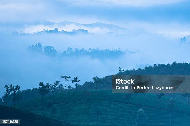 Sunrise At Tea Plantation India Munnar Kerala Stock Photo - Download Image Now - Agriculture, Asia, Blue